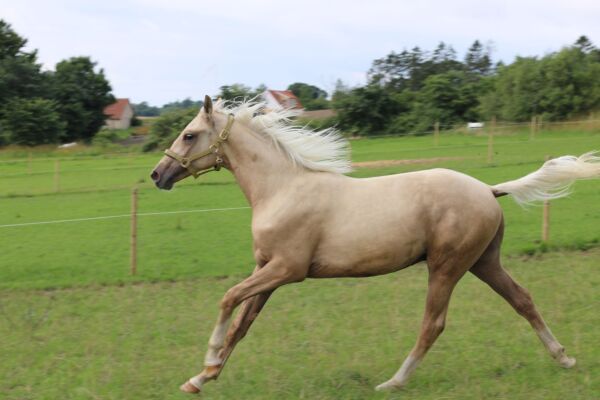 Billede