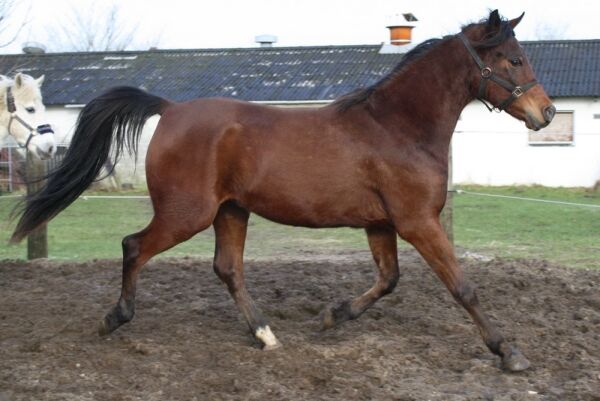 Billede
