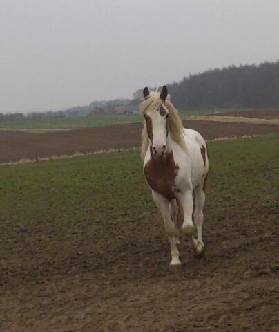 Billede
