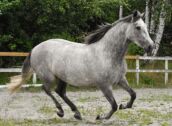 Billede