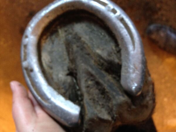Billede