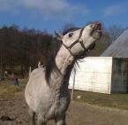 Billede