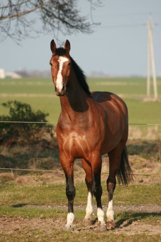 Billede