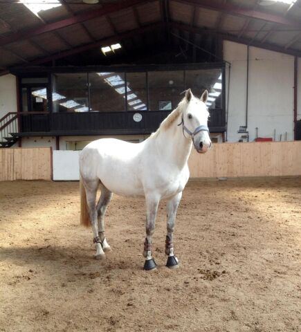 Billede