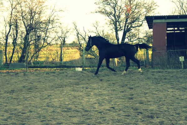 Billede