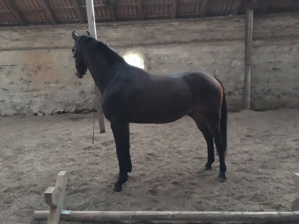 Billede
