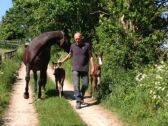 Billede