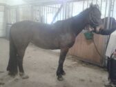 Billede