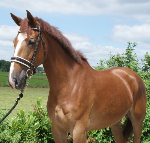 Billede