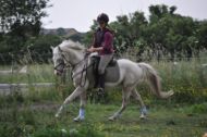 Billede