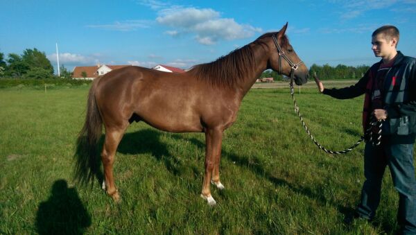 Billede