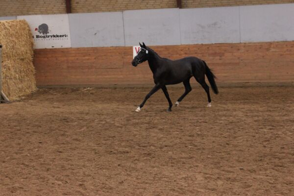 Billede