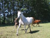 Billede