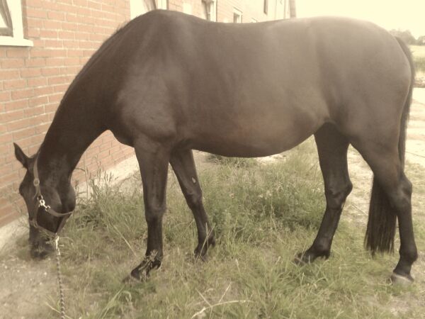 Billede