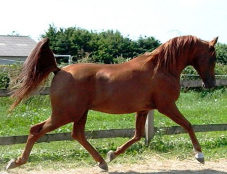 Billede