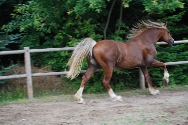 Billede