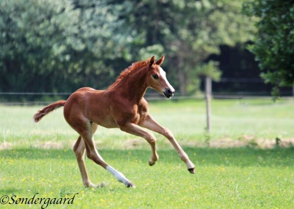 Billede