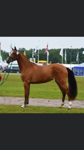 Billede