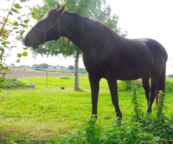 Billede