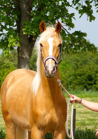 Billede