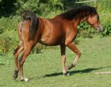 Billede