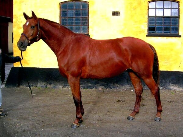 Billede