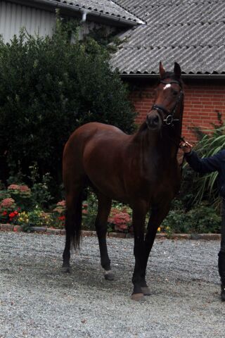 Billede