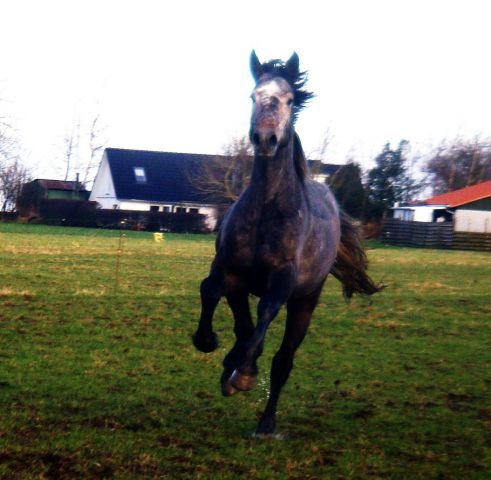 Billede