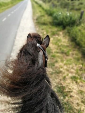 Billede
