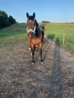 Billede