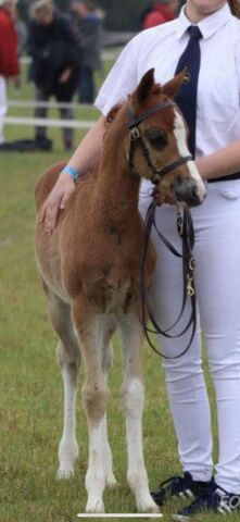 Billede
