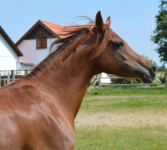 Billede