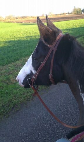 Billede