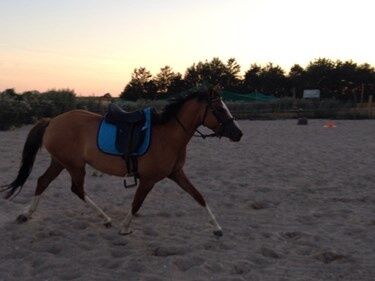 Billede