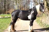 Billede