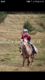 Billede