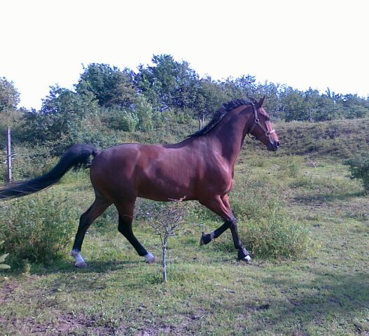 Billede