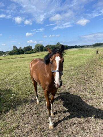 Billede