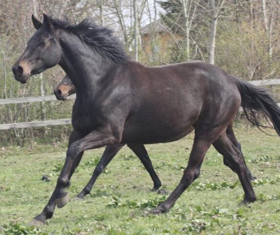 Billede