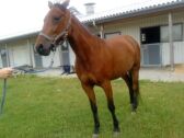 Billede