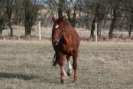 Billede