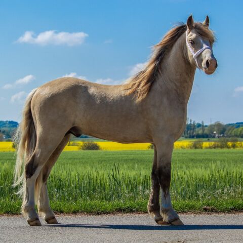 Billede