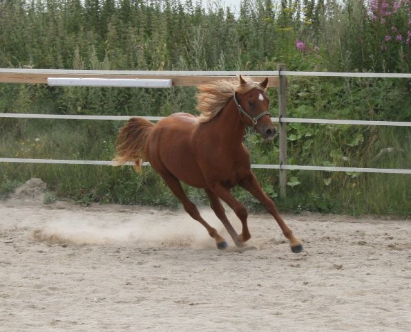 Billede