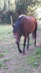 Billede