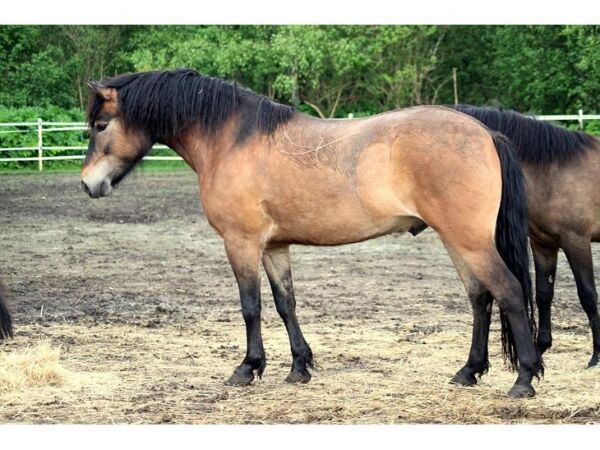 Billede