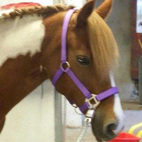 Billede