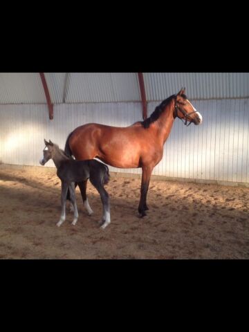 Billede