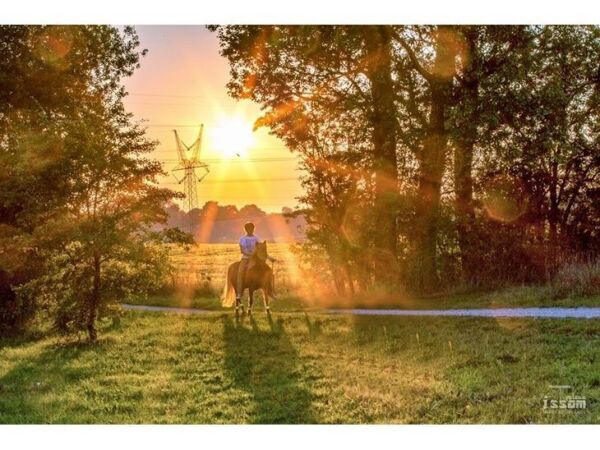 Billede