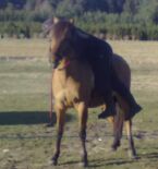 Billede