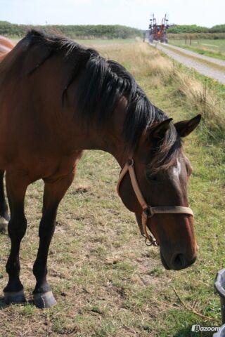 Billede